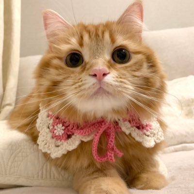 Follow ちくわ ねこ休み展 S Sktfd0310 Latest Tweets Twitter Follow ちくわ ねこ休み展 S Sktfd0310 Latest Tweets Twitter