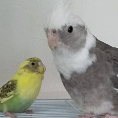 ５月からオカメインコとセキセイインコを迎えて一緒に暮らしはじめました。少しずつ慣れてきて、肩に乗ってきたり、頭かきかきをねだられたり、かわいいです。
みなさんと色々 情報交換したいです。
よろしくお願いします。