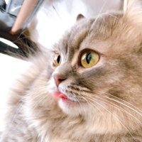 ユニコ@2024Y卒 (@yuniko202402) 's Twitter Profile