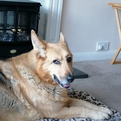 40 something year old mum. Rheumatoid warrior . Dog lover. Miss my rescue dog,she was my world💔.