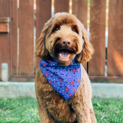 tanelzz's profile picture. ¡Hola!