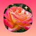 RosePearl 🧡🩷✨🫧 (@teresac2027) Twitter profile photo RosePearl 🧡🩷✨🫧 (@teresac2027) Twitter profile photo