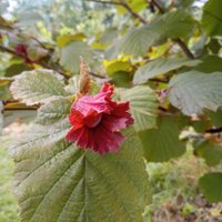 Windmill Community Gardens Margate (@wcgmargate) 's Twitter Profile