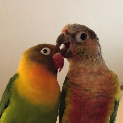 ボタン🐦20200624虹の橋へ🌈 時々飼い主を励ますべく登場ます💝ボタン🐤（201806生♀44g）ウロコ🦜（20191016生 多分♂59g）#インコ #ウォーキング🚶‍♀️💨 #ピクミンブルーム #ダイエット 日常・愚痴など。無言フォロー失礼します。無言フォロー大歓迎🎀気軽にお声がけください🌈