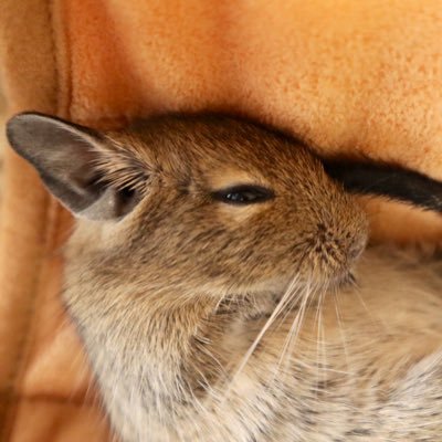 デグーのゴザ君とむぎちゃんです！初心者🔰飼い主ですので、気になる点とかあればドシドシ教えて下さい😭のんびりいい写真あれば呟いていこうと思います☺️ 無言フォロー等しますがよろしくお願いします！