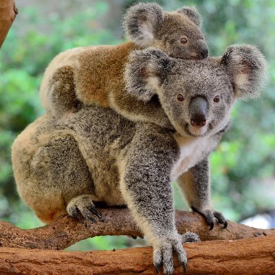 Koala1915's profile picture. 