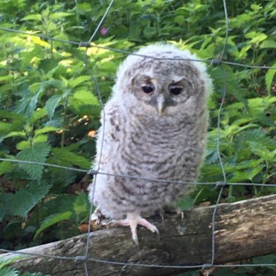 BDasselaer's profile picture. natuurgenieter, fulltime hipster, oude jenever, pijp roker, mag 2 honden verzorgen en een Shetland pony, leven en laten leven