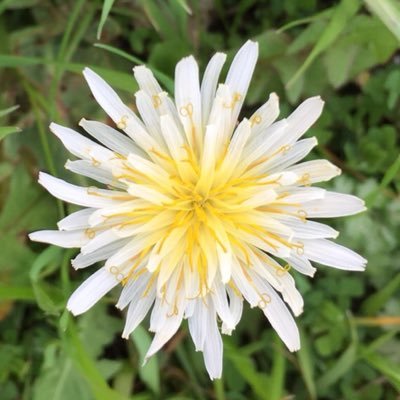 oryzias_dj's profile picture. 雑草とジャグリング。 Electro / J-pop /雑草と農業専門のブログ書いてます👉@zassou_agr 水耕栽培も　#RK802