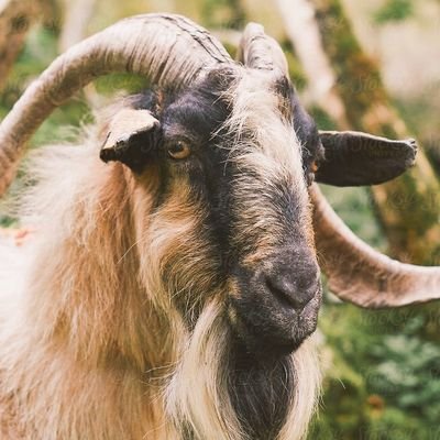 Chesyny's profile picture. 