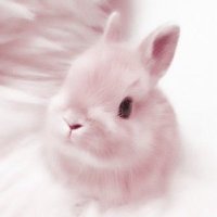 えぬ🐇取引垢 (@to__n0a) Twitter profile photo