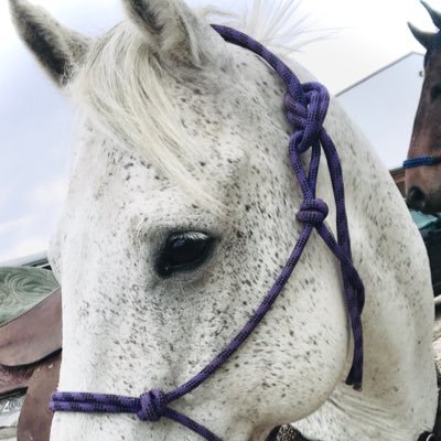 KellyLOlive's profile picture. 🦄 👩🏼‍🌾🐮🥩 love animals people not so much