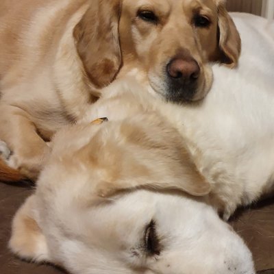 Married to Nick. We have my guide dog called Blue..