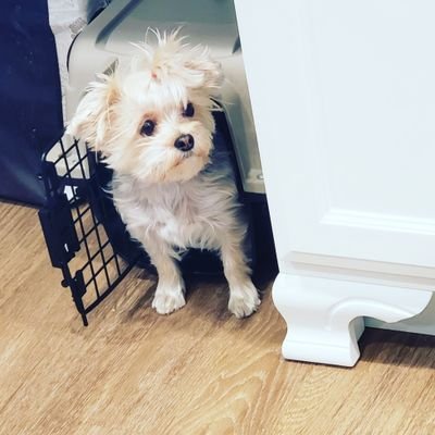 KGSandgirls's profile picture. 