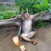 @-}--Manisan Madu:-* (@madumanisan) Twitter profile photo @-}--Manisan Madu:-* (@madumanisan) Twitter profile photo