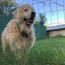 Pyrenees Rescue of Western NC (@pyrrescueofwnc) Twitter profile photo Pyrenees Rescue of Western NC (@pyrrescueofwnc) Twitter profile photo
