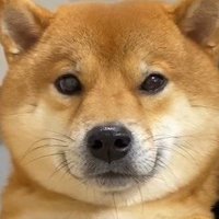 ばし (@iam_beef_jerky) 's Twitter Profile