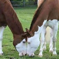 mükemmel olmanıza gerek yok.Sahte olmayın yeter. (@hayri95519895) Twitter profile photo