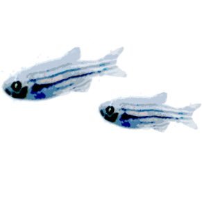 amacklab's profile picture. We study cell and developmental biology