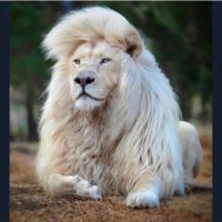 mohammed ali (@mohamme22732462) Twitter profile photo