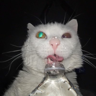 dogzilla1408's profile picture. Not Failing