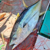 恵丸　尾鷲 (@kazuyaikaba) Twitter profile photo