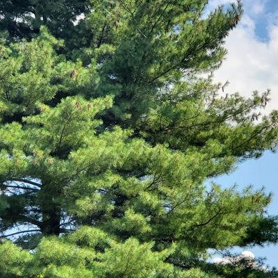 bluedotinind's profile picture. Family, friends and dogs retirement life is good