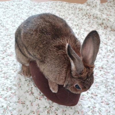 本をゆっくりしっかり読みたい。
むずかしい本でも、くりかえし読みたい。
それでいろいろ考えて一生終えたい。
芸術にまつわること、自然と動物が好きです。