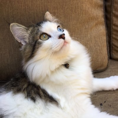 Hi! I’m Lucky! I live in ATL with my humans, Allison & Jim.