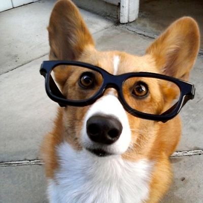 HarrieEth2's profile picture. Chief Ethereum Developer of Planet Doggie