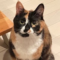 Yui@METHI (@yuuiiiiii) 's Twitter Profile Photo