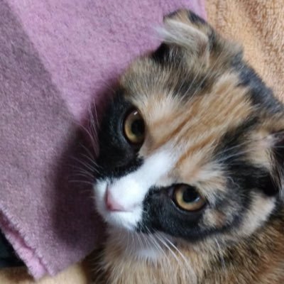 🐾静岡県函南町を拠点とする保護猫団体。シェルターを運営しています🐱 定期的に見学・譲渡会を開催しています。見学やご相談などのお問い合わせはDMかブログのお問い合わせ（https://t.co/OsmZmcjQFr）からお願いします。📷 https://t.co/8Dts5oiBkX
