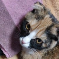 ティアハイム アイ (@tierheime1) 's Twitter Profile Photo ティアハイム アイ (@tierheime1) 's Twitter Profile Photo