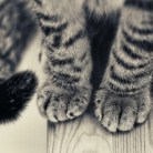 homo_pavasaris's profile picture. 