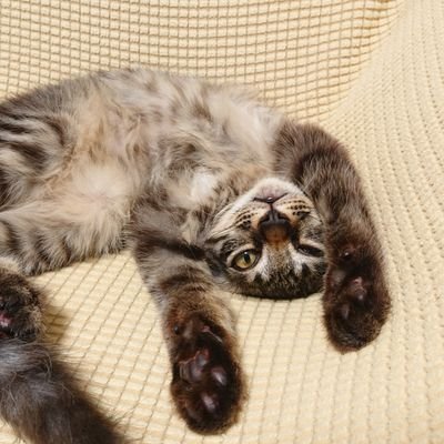 はる(2021年春生まれの野良猫)
2021年夏に公園でひとりぼっちの子猫を拾いました。急に子猫と暮らすことになり慌ただしいながらも約10年ぶりのネコとの生活を楽しんでます。
動画は主にYouTubeに投稿中!Twitter歴長いけど、放置アカだったので使い方よくわかってません。画像の無断転載はご遠慮ください。