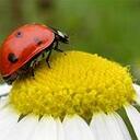 Becky Edwards - @LadyBugEdwards - Twitter