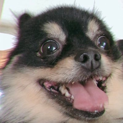 sunnovabeech's profile picture. iOS developer
