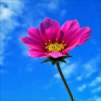 arenza22's profile picture. 