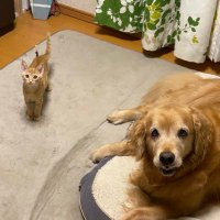 そらまめ (@sora_mane_) 's Twitter Profile