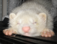 Imagine. Envision. Execute. And we all really miss the ferret named Hal. http://t.co/aeLHgxYQZa http://t.co/rVwmeAGEkX