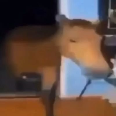 not200c's profile picture. worlds first and youngest trillionaire ever