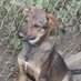 pets bulgaria (@petsbulgaria) Twitter profile photo pets bulgaria (@petsbulgaria) Twitter profile photo