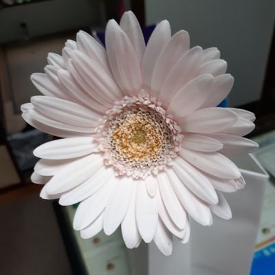 SdTVZ8wiaNCVmdR's profile picture. もう30年ぐらいのSMAPファンです。 5大ドームツアーコンプリートするのが夢です。後名古屋と札幌です‼︎3人が2人が6人が形は違ってもみんなが大好きな婆さんです♥️
そして2022年11月に乳ガンになり手術放射線ホルモン治療とで不安もありつつ前にススメで頑張ってます(応援の意味で皆さんにいいねボタン押してます)‼️