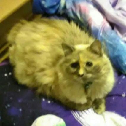 ragdollmom25's profile picture. Christian; like musicals, historical dramas, spaghetti, cats & axolotols.
#ChildrensDisabilityMinistry
#FaithStrong  #FiveSolas #OSAS #RaptureReady #Maranatha