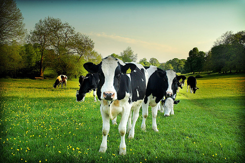 Bonnie_1234556's profile picture. 