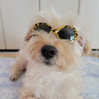 まろん (@misumaron) 's Twitter Profile