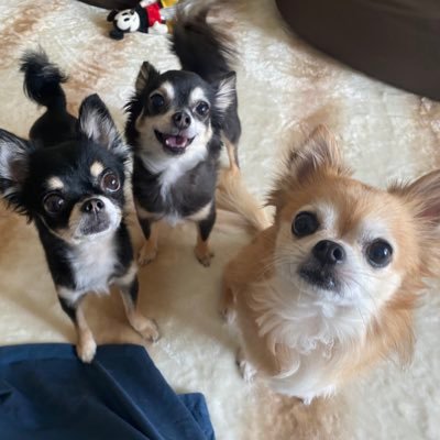 tsuu0505's profile picture. むさし♂淀♀通♀ の日常をただただお届けします🐶通さんは皆さまに助けられ、僧帽弁閉鎖不全症を乗り越えました！ありがとうございました✨