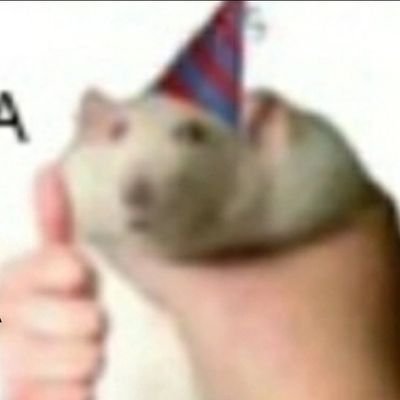 CAToLICO e caotico eu amo ratos e mengao