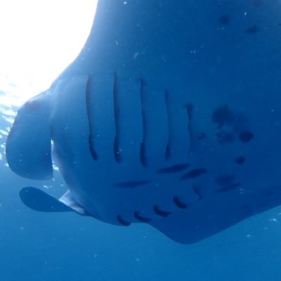 廃棄物焼却プラントメーカー→青年海外協力隊→東大大学院→JICA専門家@ケニア🇰🇪 全てのキャリアが廃棄物管理