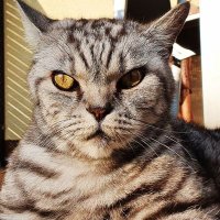 gestiefelter Kater (@re_st52) 's Twitter Profile