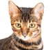 Wildcats (@wildcats_mnst) Twitter profile photo Wildcats (@wildcats_mnst) Twitter profile photo